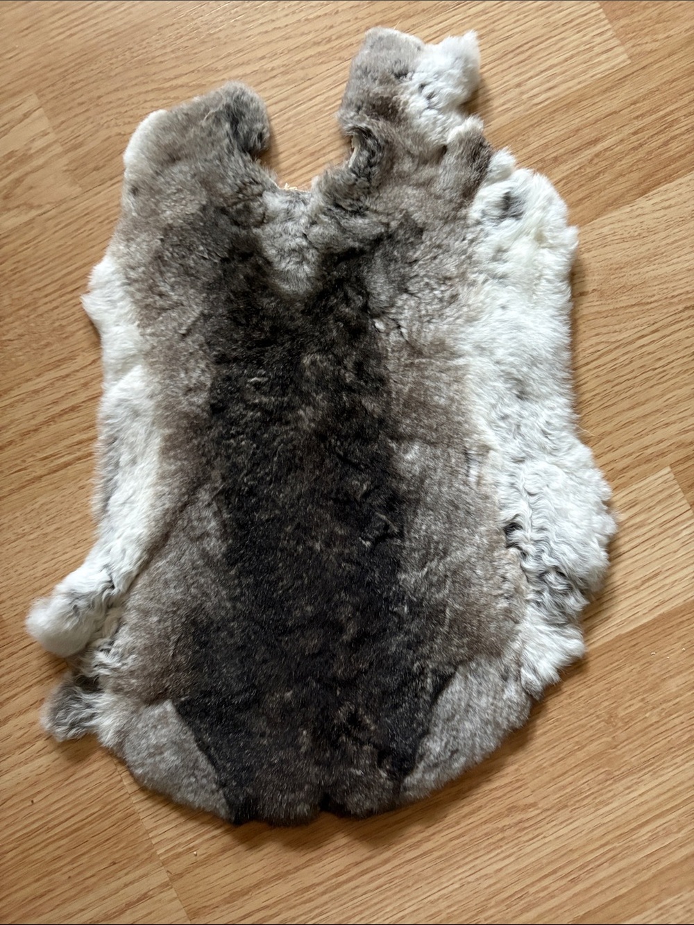 B0261 Rex rabbit hide chinchilla color